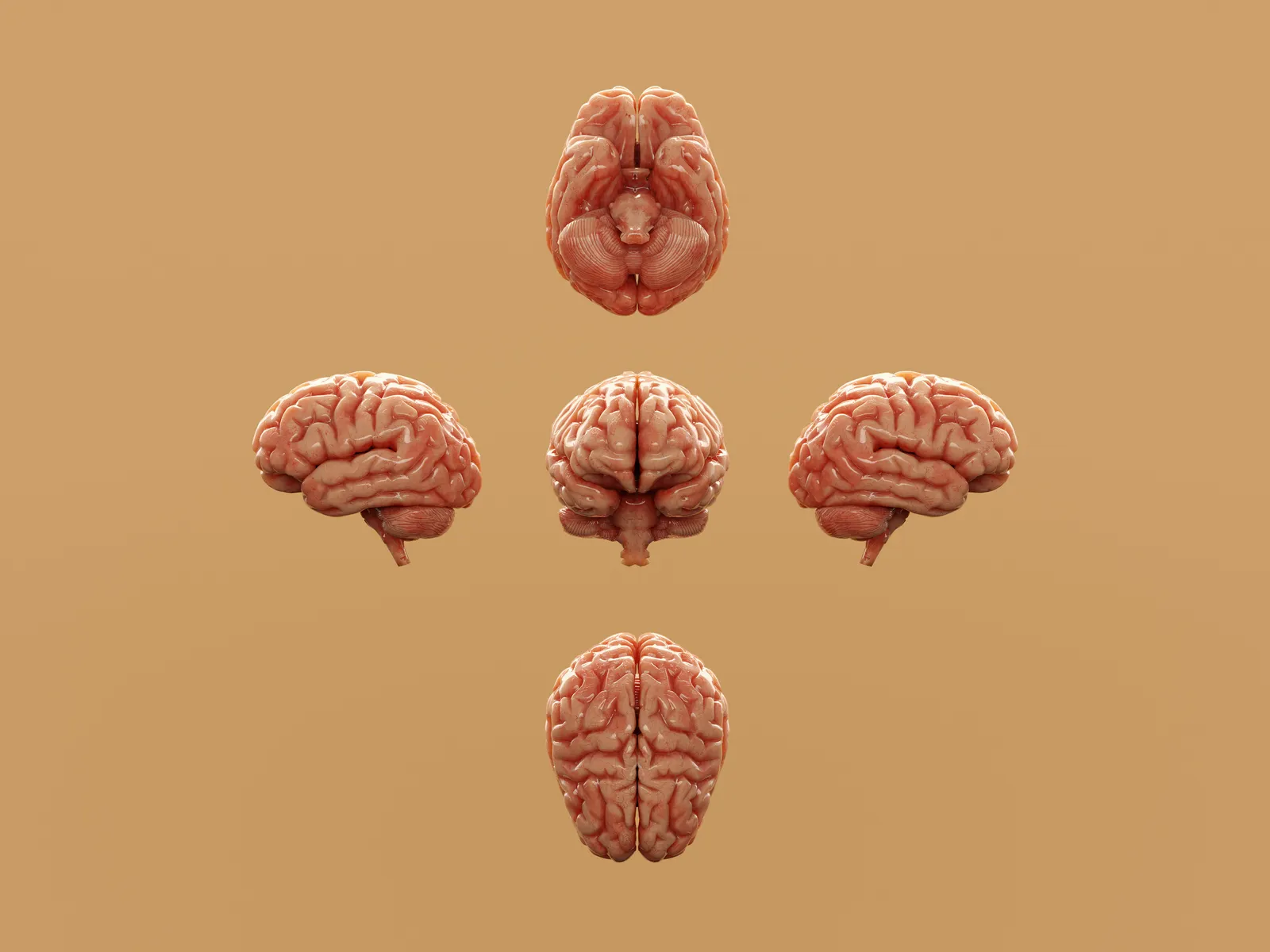Clutter Taxes the Brain; Gardens Restore Focus