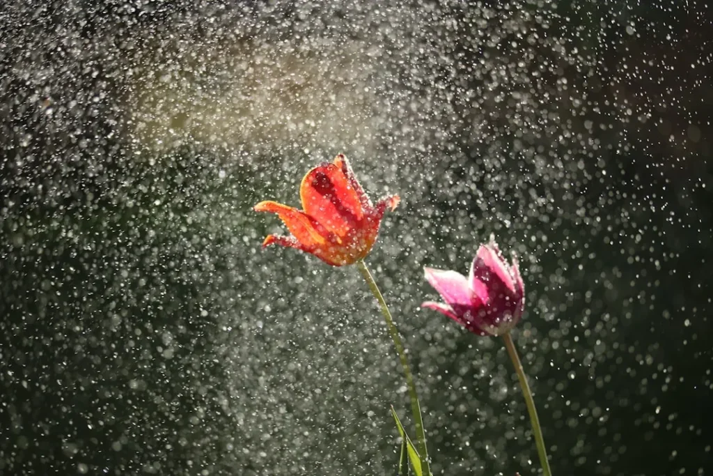 How Raindrops Safely Trigger a Plant's Internal Immune System - Featured image