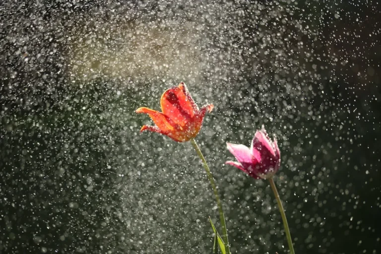 How Raindrops Safely Trigger a Plant's Internal Immune System - Featured image