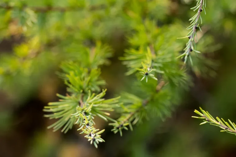 Want Your Orange County Garden to Flourish Year-Round? Plant These 5 Evergreen Staples - Featured image