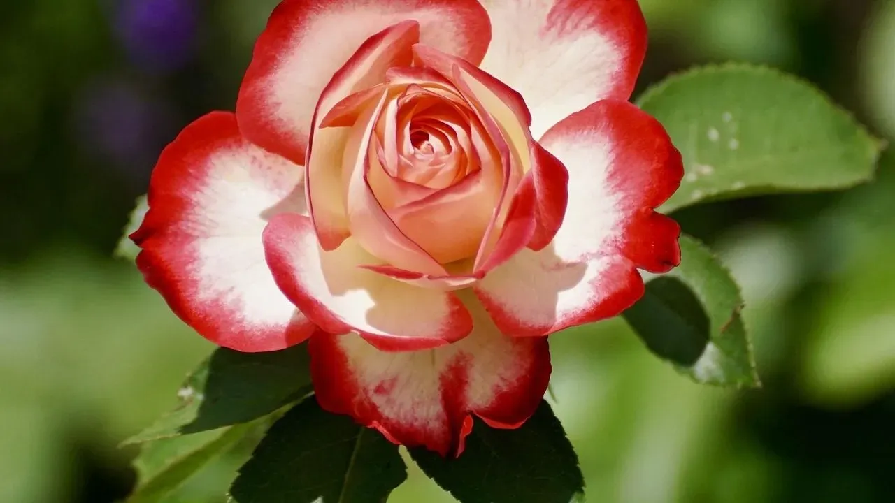 Growing Rambler Roses Up Trees: What Decades at Veddw Garden Revealed