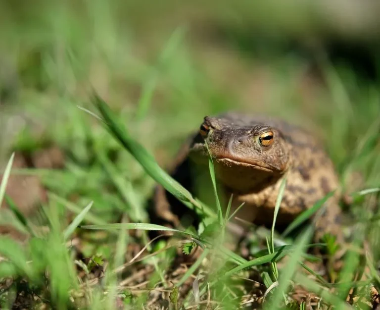 How to Build a Simple "Toad Abode" to Keep Natural Pest Controllers in Your Garden - Featured image