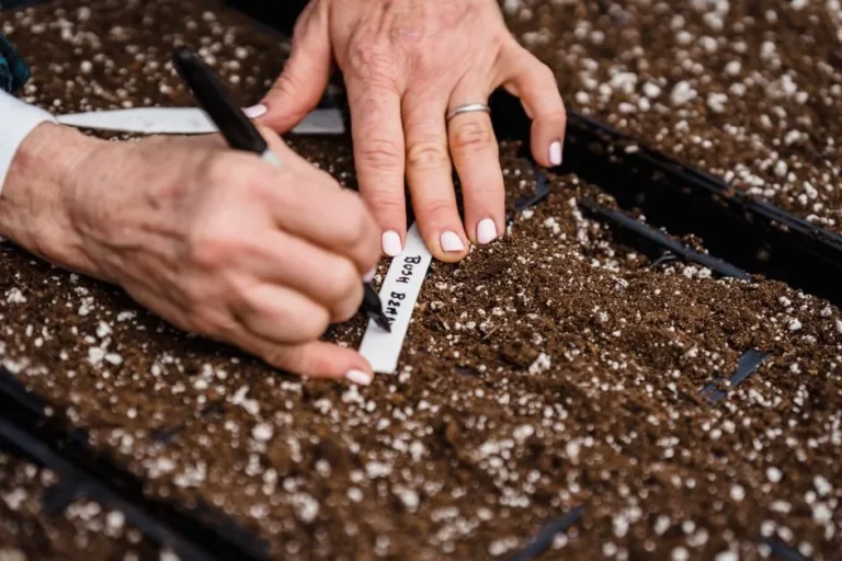 6 Surprising Household Items You Can Upcycle into Free Plant Markers - Featured image