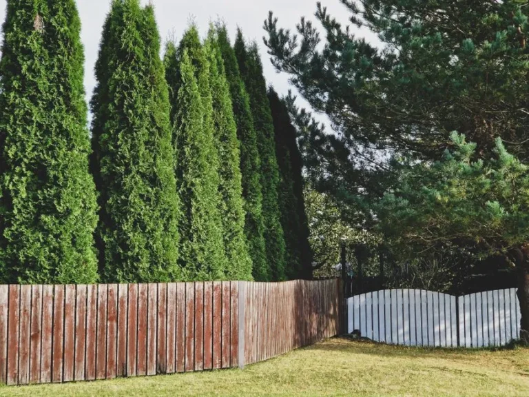 Plant These Privacy Trees in Your San Diego Backyard for the Cool Shade You Crave - Featured image
