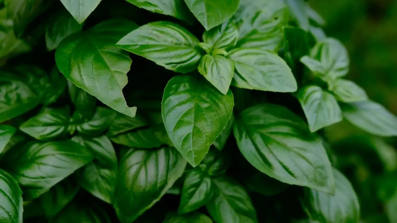 Basil Bolting: Heat Triggers and Strategies to Prolong the Harvest
