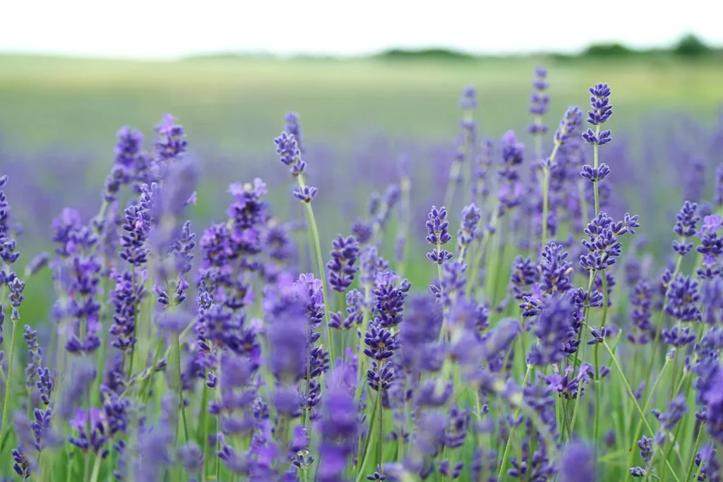 Lavender Success Hinges on Variety and Soil - Featured image