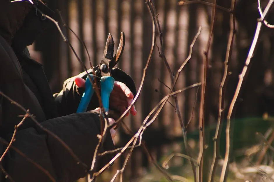 4 Mistakes You're Making With Your Pruning Shears That Spread Plant Diseases - Featured image