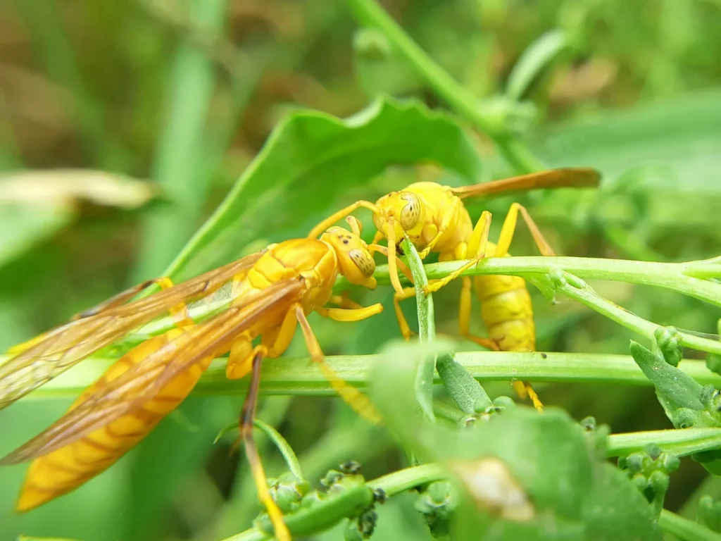 Those Tan Bumps on Aphid-Covered Plants Signal Nature’s Quiet Cleanup Crew at Work - Featured image