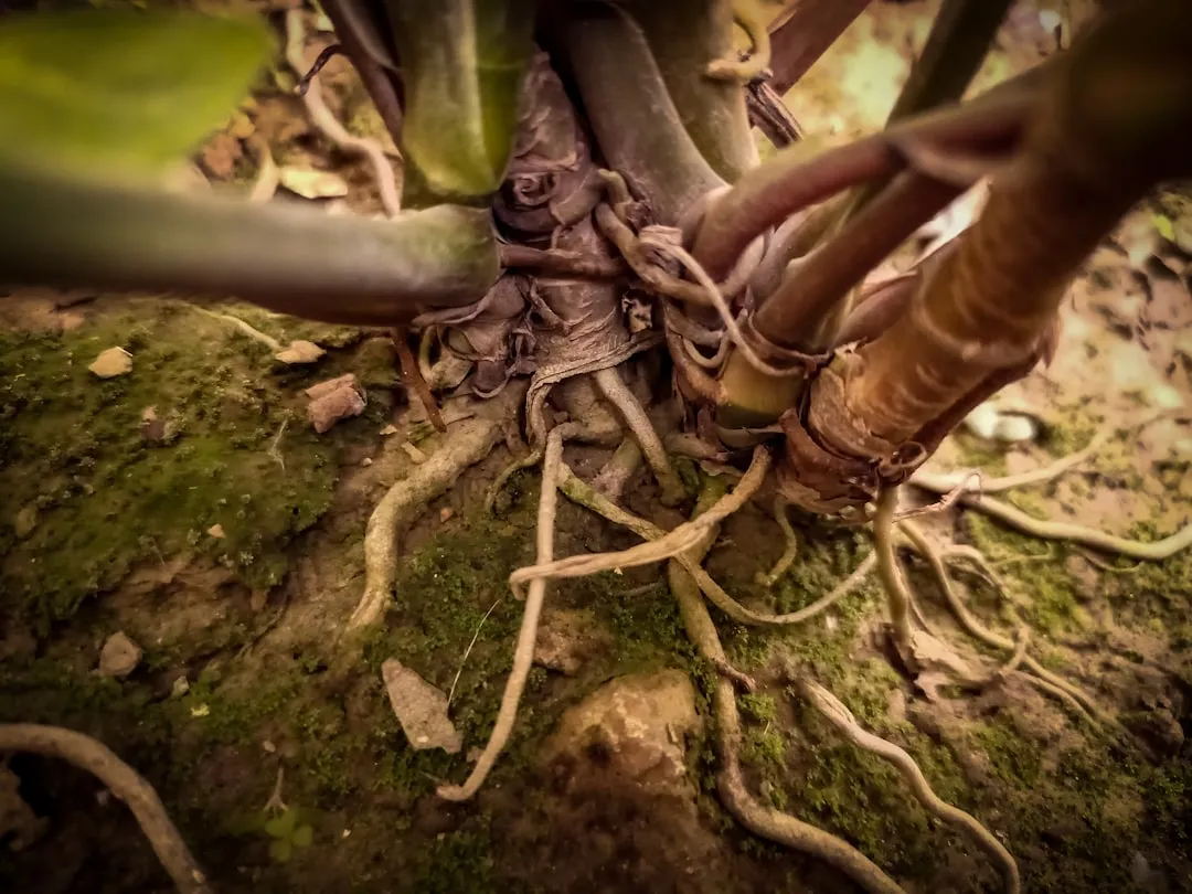 How Plants "Talk" to Each Other Through Underground Root Networks