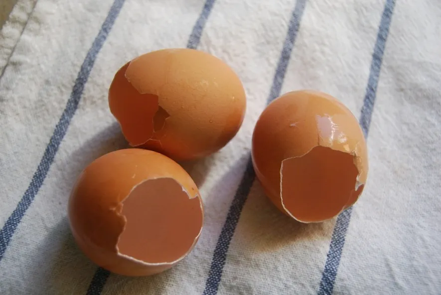 Why Expert Gardeners Are Intentionally Burying Raw Eggs in Their Tomato Beds This Month - Featured image