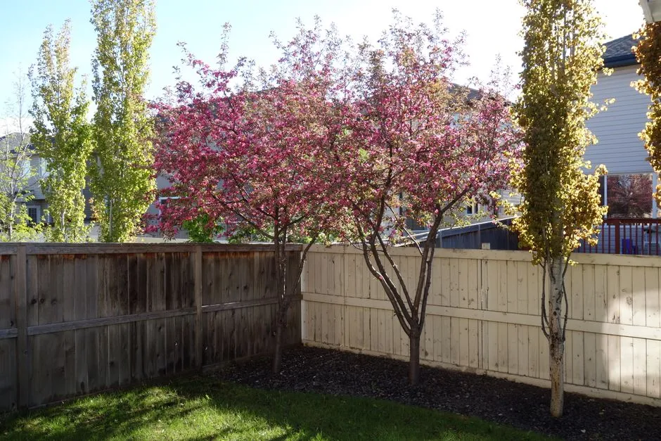 Plant These Fast-Growing Privacy Trees in Your New-Build Garden for the Seclusion You Crave - Featured image