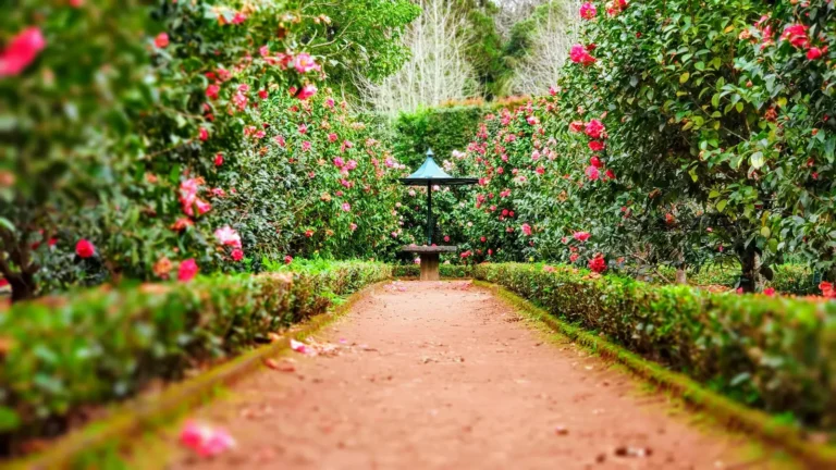 Blank Canvas Garden Fuels a Career Change - Featured image