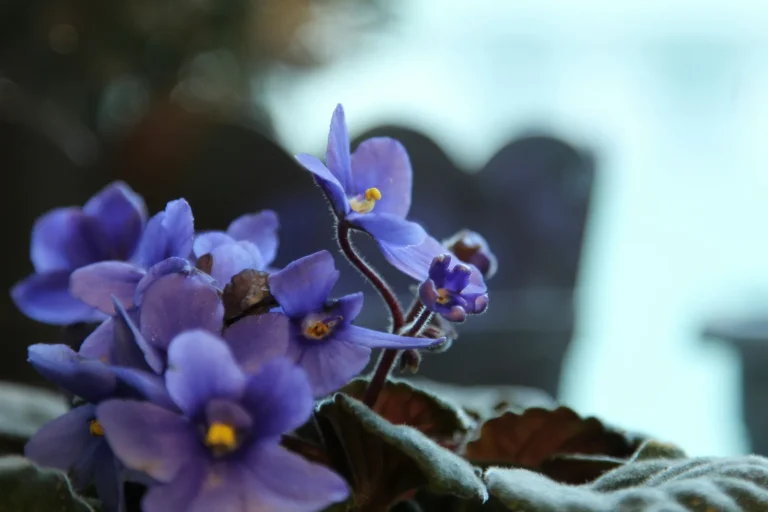 Wild Violets Offer Edible Color and Whimsy - Featured image