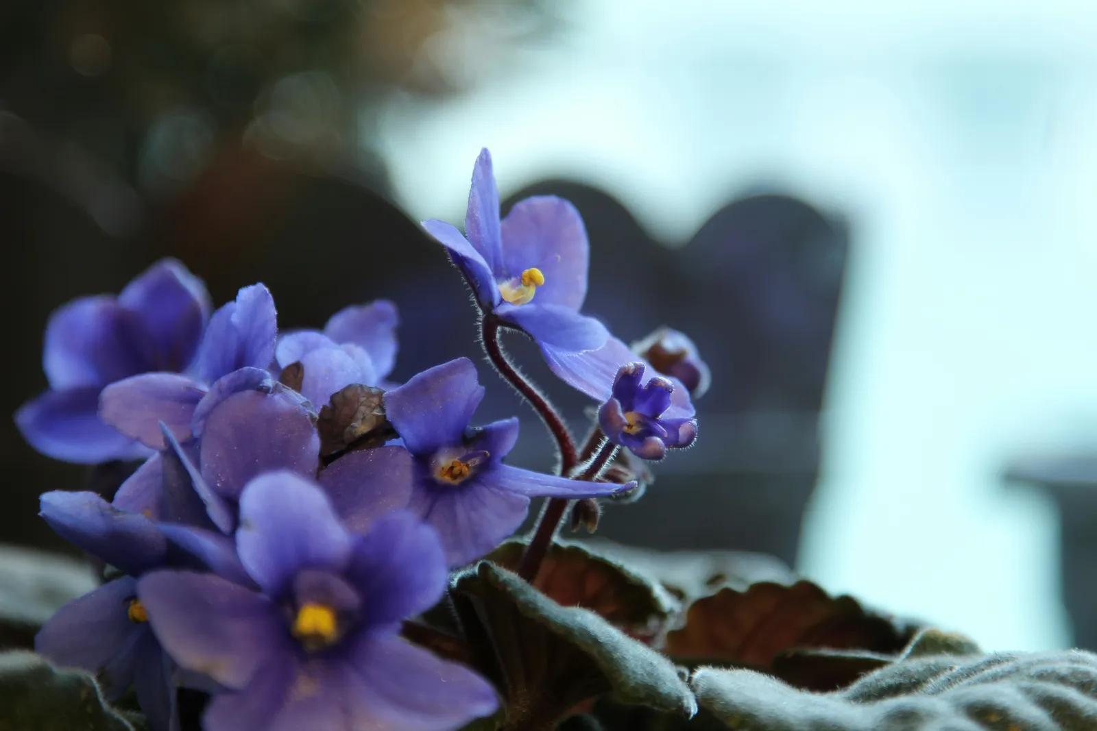 Wild Violets Offer Edible Color and Whimsy