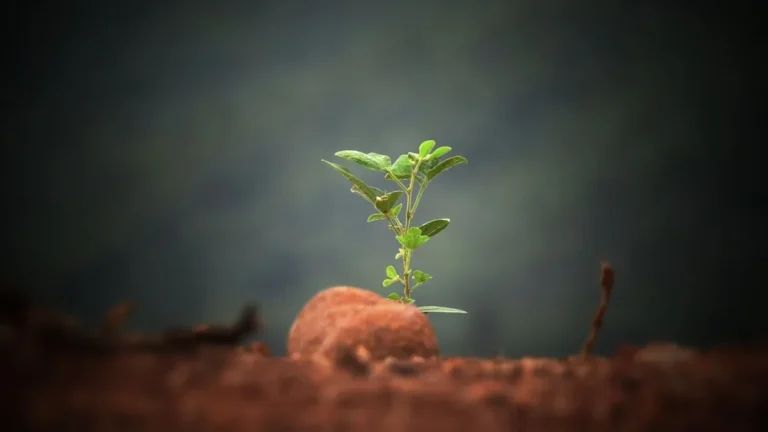 Why Experienced Gardeners Are Burying Copper Pennies Next to Their Tomato Plants This Spring - Featured image
