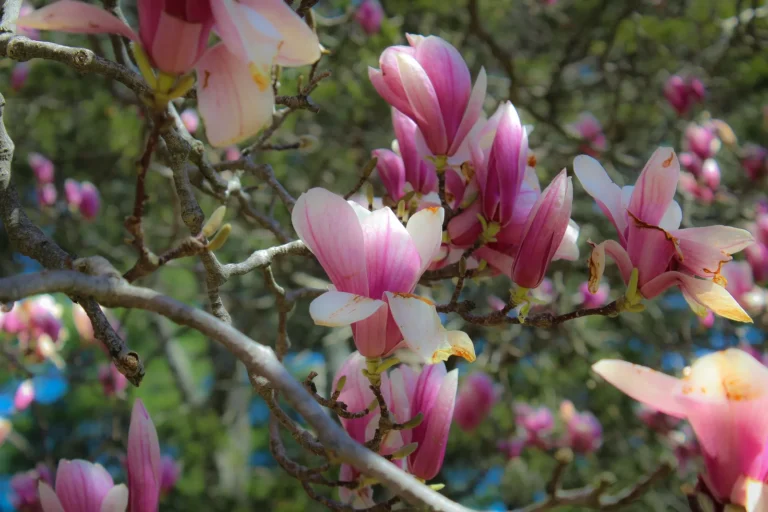 A Daughter's Tribute to Her Father's Vibrant Connecticut Garden - Featured image
