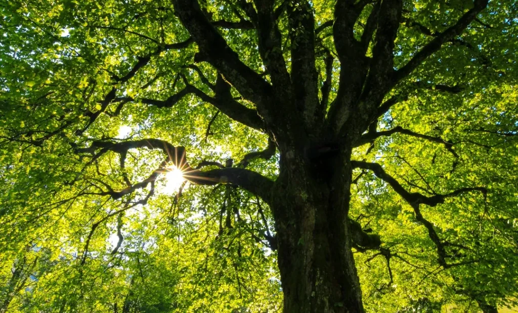 Want to Beat the Valley Heat? Plant These 5 Canopy Trees for Instant Shade - Featured image