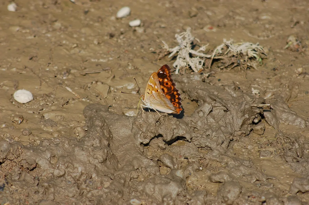 Why Mud Puddles Are Crucial for Butterflies – And How to Make One Safely