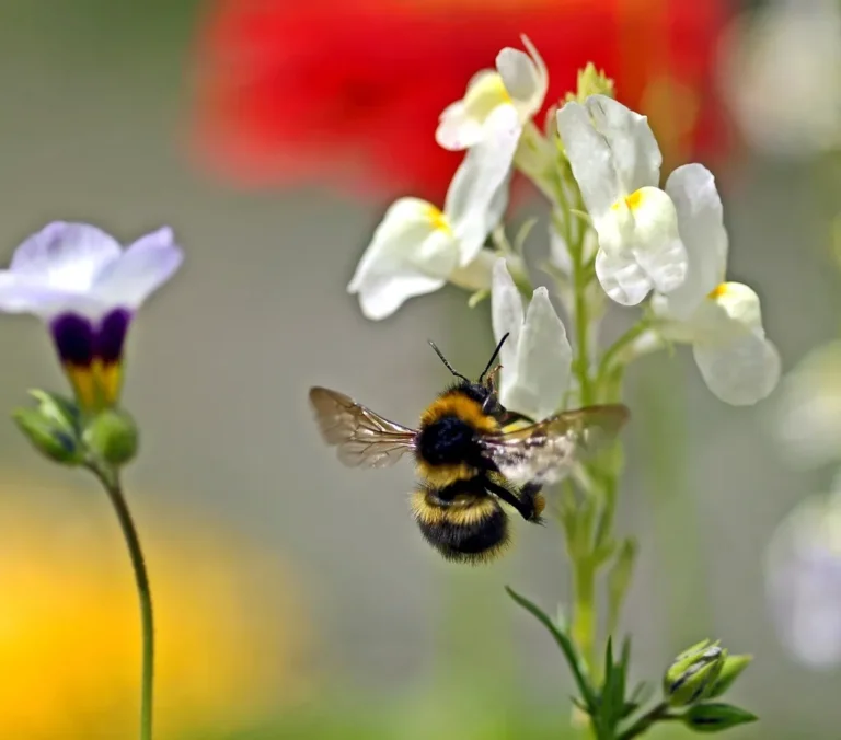The Best Native Wildflowers to Plant if You Want to Attract Wild Bumblebees - Featured image