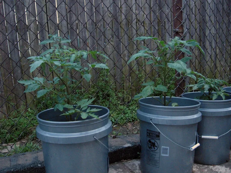 How to Grow Bush Beans in Five-Gallon Buckets for a Massive Small-Space Harvest - Featured image