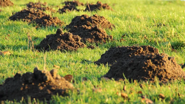 Why Replacing Part of Your Lawn With Clover Benefits the Local Ecosystem - Featured image
