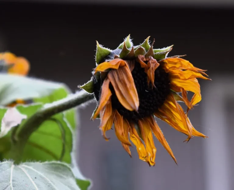Are You "Girdling" Your Plants? The Hidden Danger of Garden Ties - Featured image