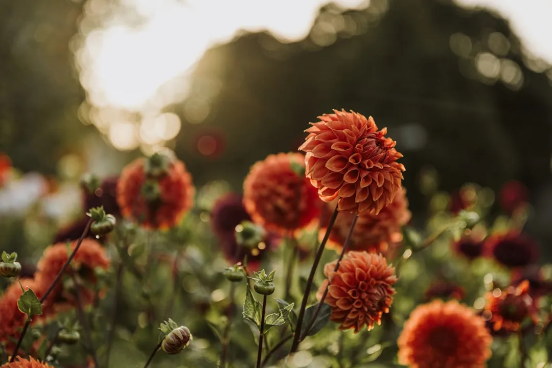 10 Easy Tasks to Add to Your Autumn Checklist for a Better Spring Garden