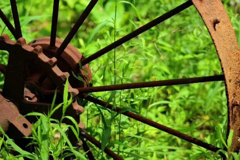 The Green Manure Solution: How Cover Crops Restore Tired Garden Beds - Featured image