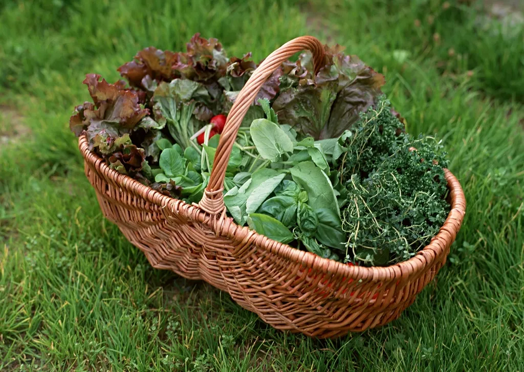 How to Grow a Continuous Supply of Fresh Salad Greens All Summer Long - Featured image