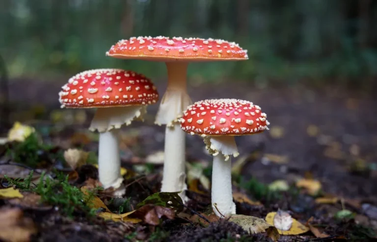 Why Mycorrhizal Fungi Are the Secret Weapon of High-Yield Gardeners - Featured image