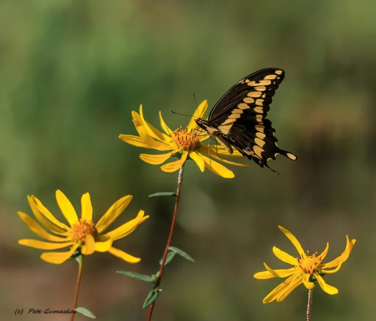 7 Vibrant Native Flowers That Will Bring Hundreds of Monarchs to Your Yard - Featured image