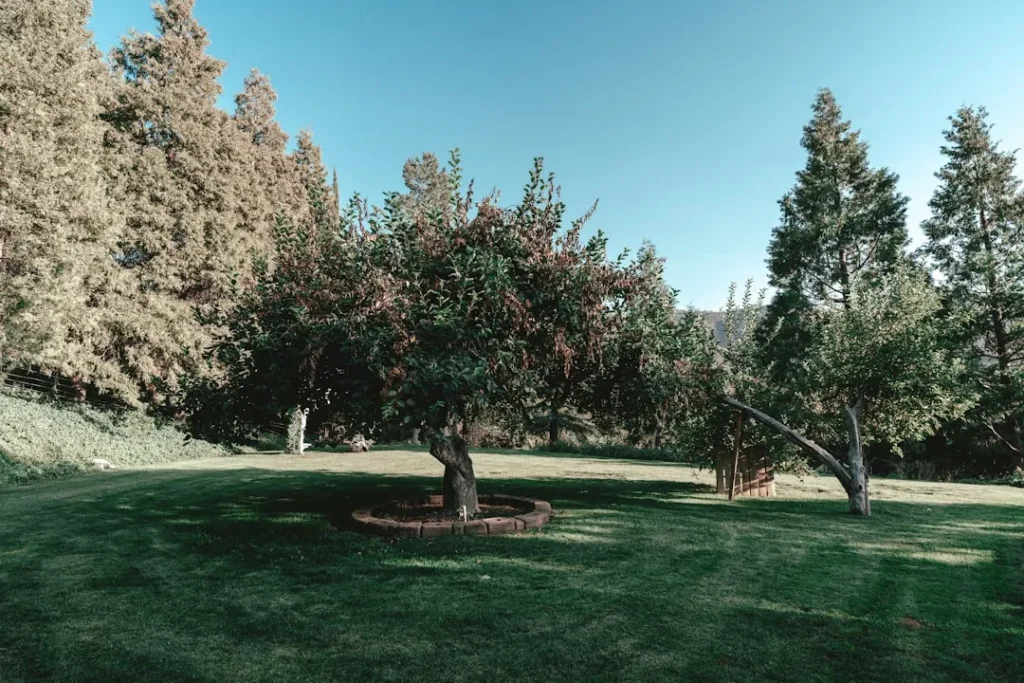Plant These Fruit Trees in Your Central Valley Garden for the Backyard Orchard You Crave - Featured image