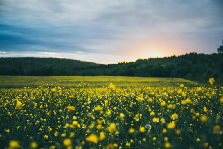 One Web Search Opened the Door to Flower Farming at The Lillie House - Featured image