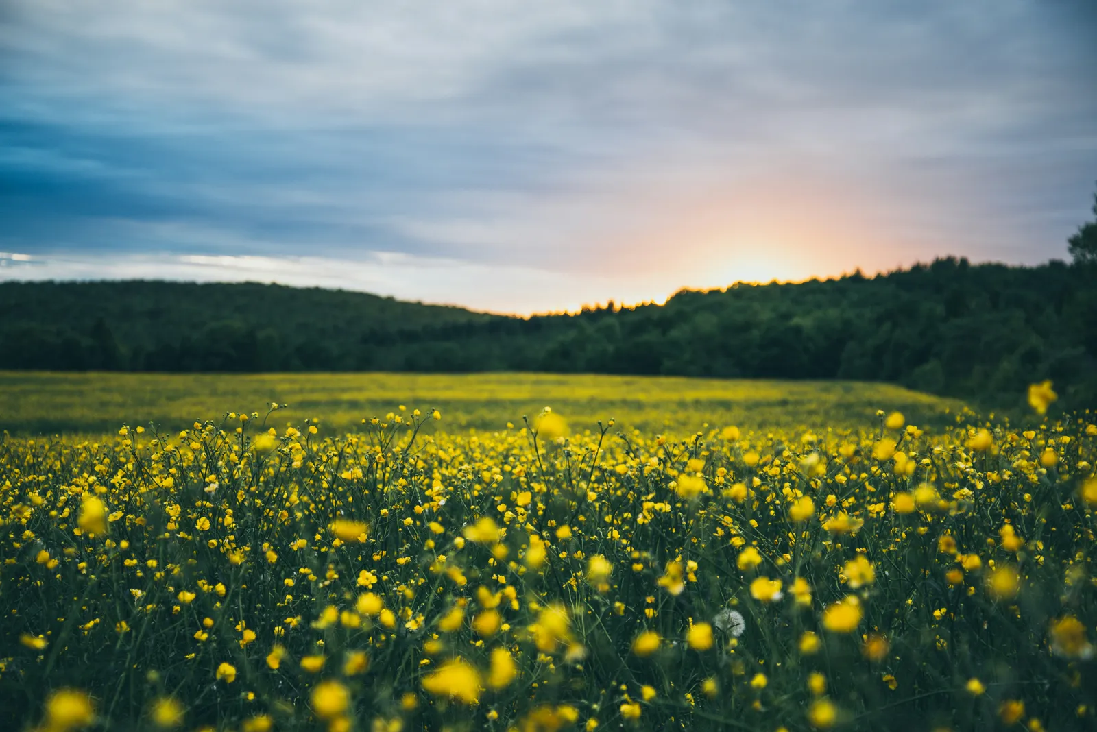 One Web Search Opened the Door to Flower Farming at The Lillie House
