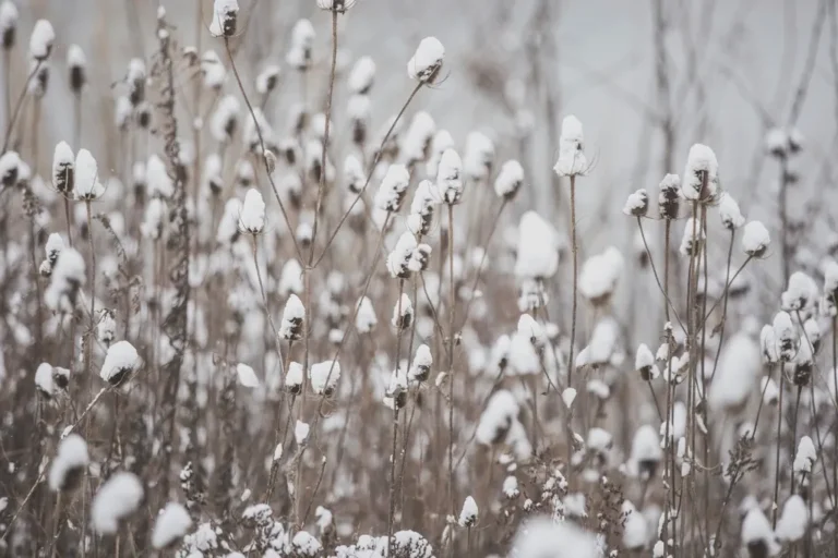 How to Choose Native Grasses That Provide Vital Winter Shelter for Wildlife - Featured image