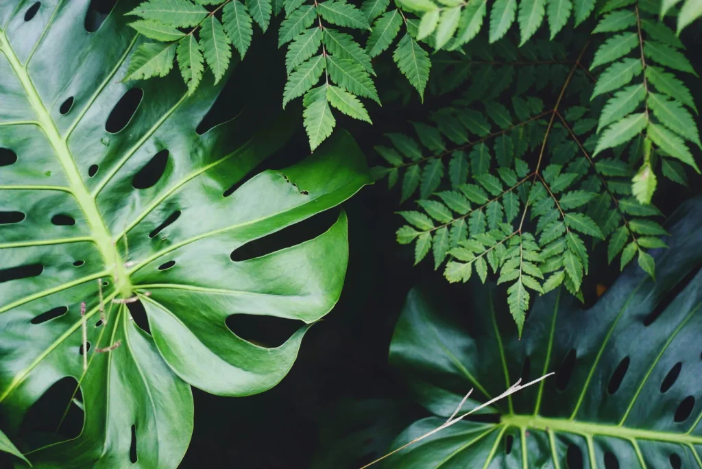 Enduring Through the Ages: The Science Behind Plants That Outlast Millennia - Featured image