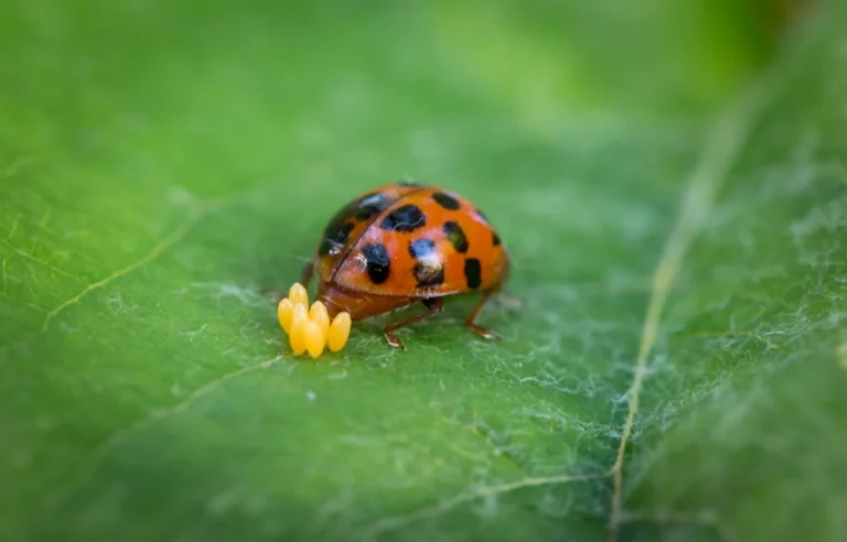 Tiny Eggs in the Garden: How to Spot Ladybug, Lacewing and Other Beneficial Insect Allies - Featured image