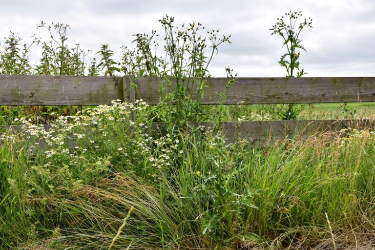 The Shocking Reason You Should Never Pull This Common "Weed" From Your Vegetable Patch - Featured image