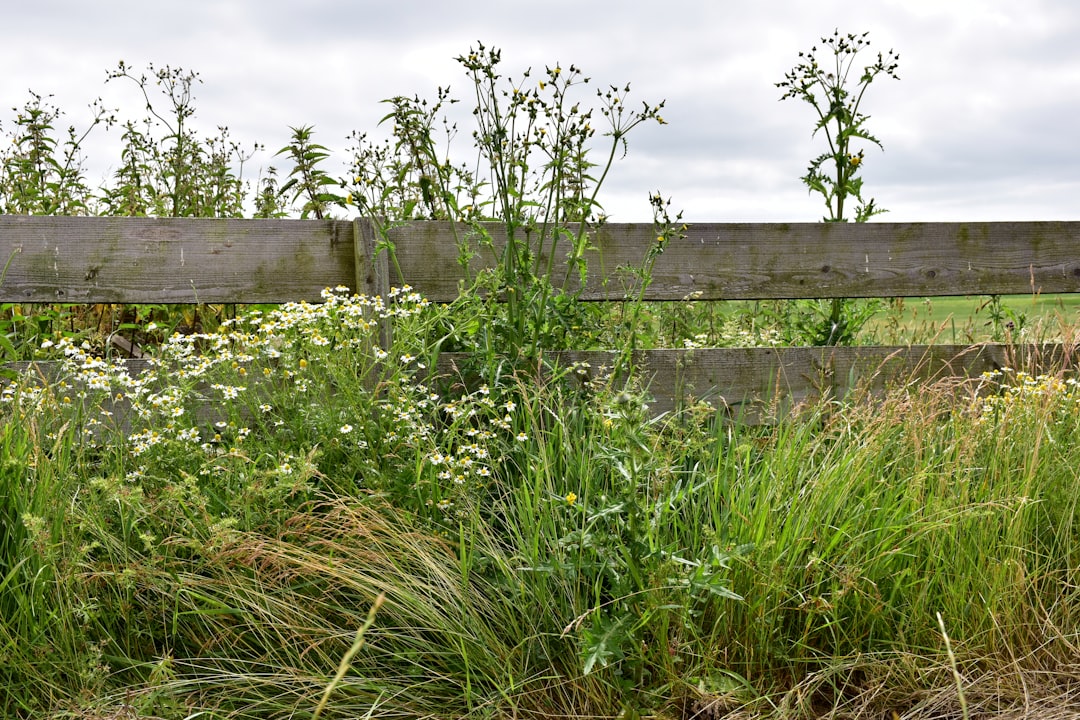 The Shocking Reason You Should Never Pull This Common "Weed" From Your Vegetable Patch