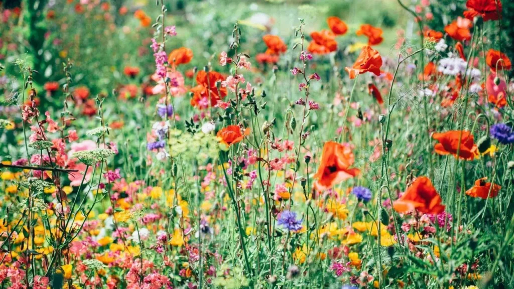 The Perennials That Keep Your Garden Blooming When Everything Else Fades This Summer - Featured image