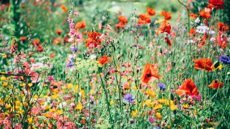 The Perennials That Keep Your Garden Blooming When Everything Else Fades This Summer - Featured image