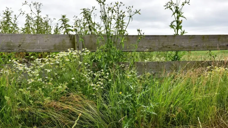 Hidden Harvests: Edible Weeds Many Gardeners Overlook - Featured image