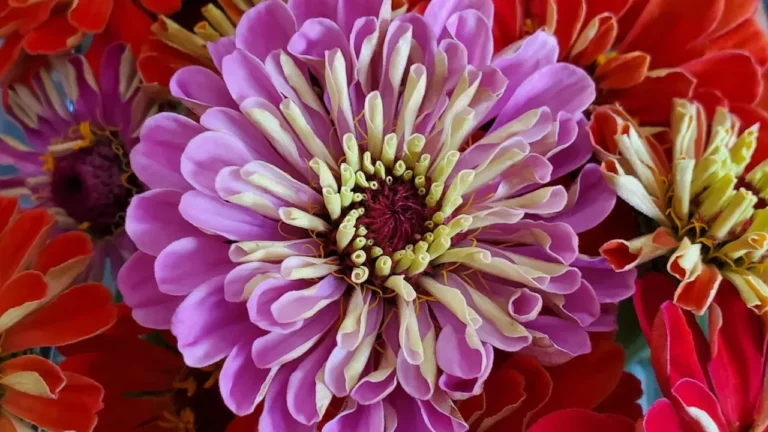 Why Cutting the Tops Off Young Zinnias Brings Far More Flowers Later - Featured image