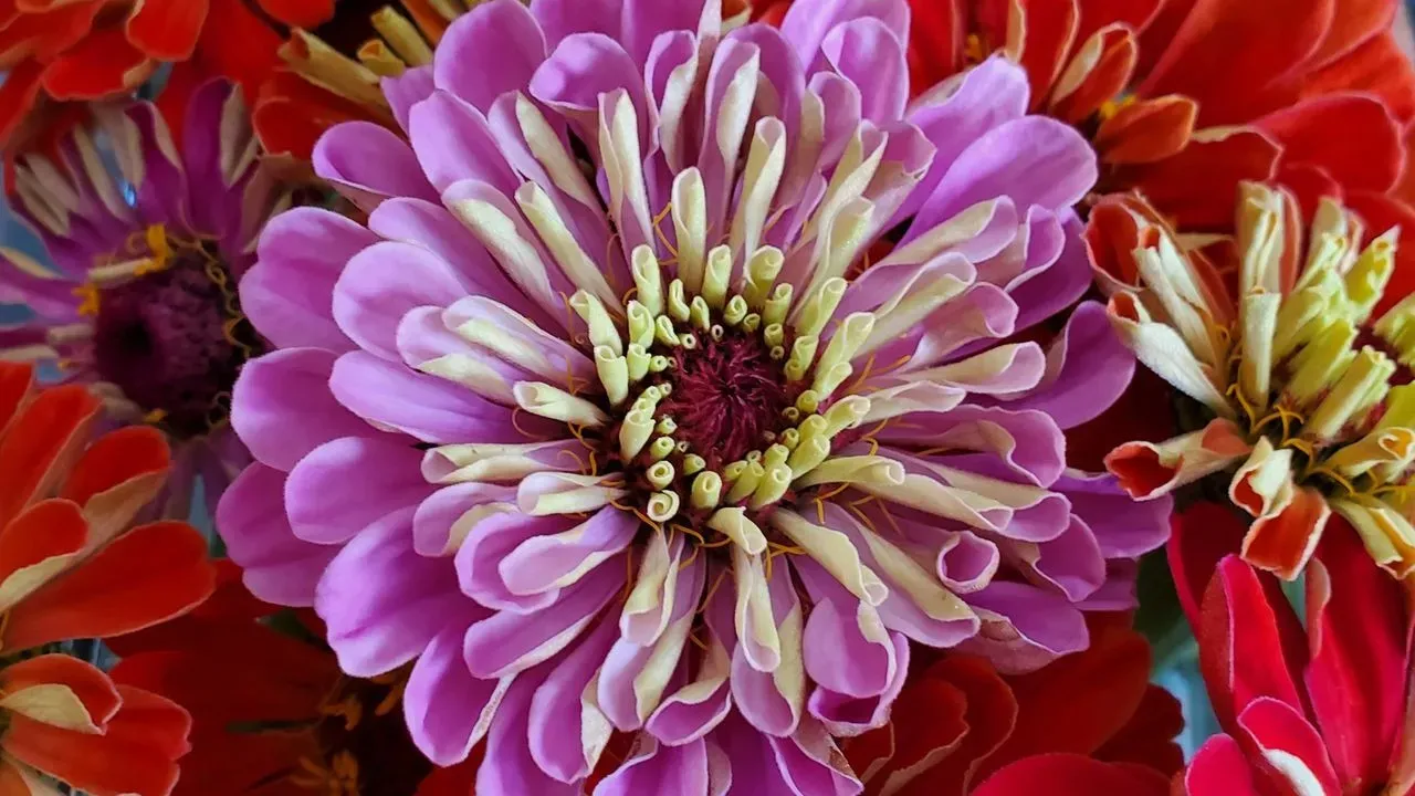 Why Cutting the Tops Off Young Zinnias Brings Far More Flowers Later