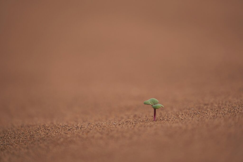 The Unexpected Tool in Your Bathroom That Makes Seedling Transplants Flawless - Featured image