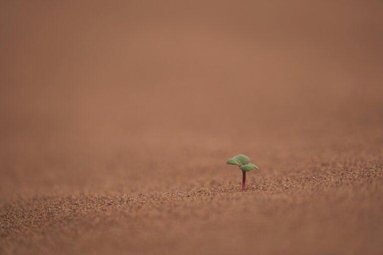The Unexpected Tool in Your Bathroom That Makes Seedling Transplants Flawless - Featured image