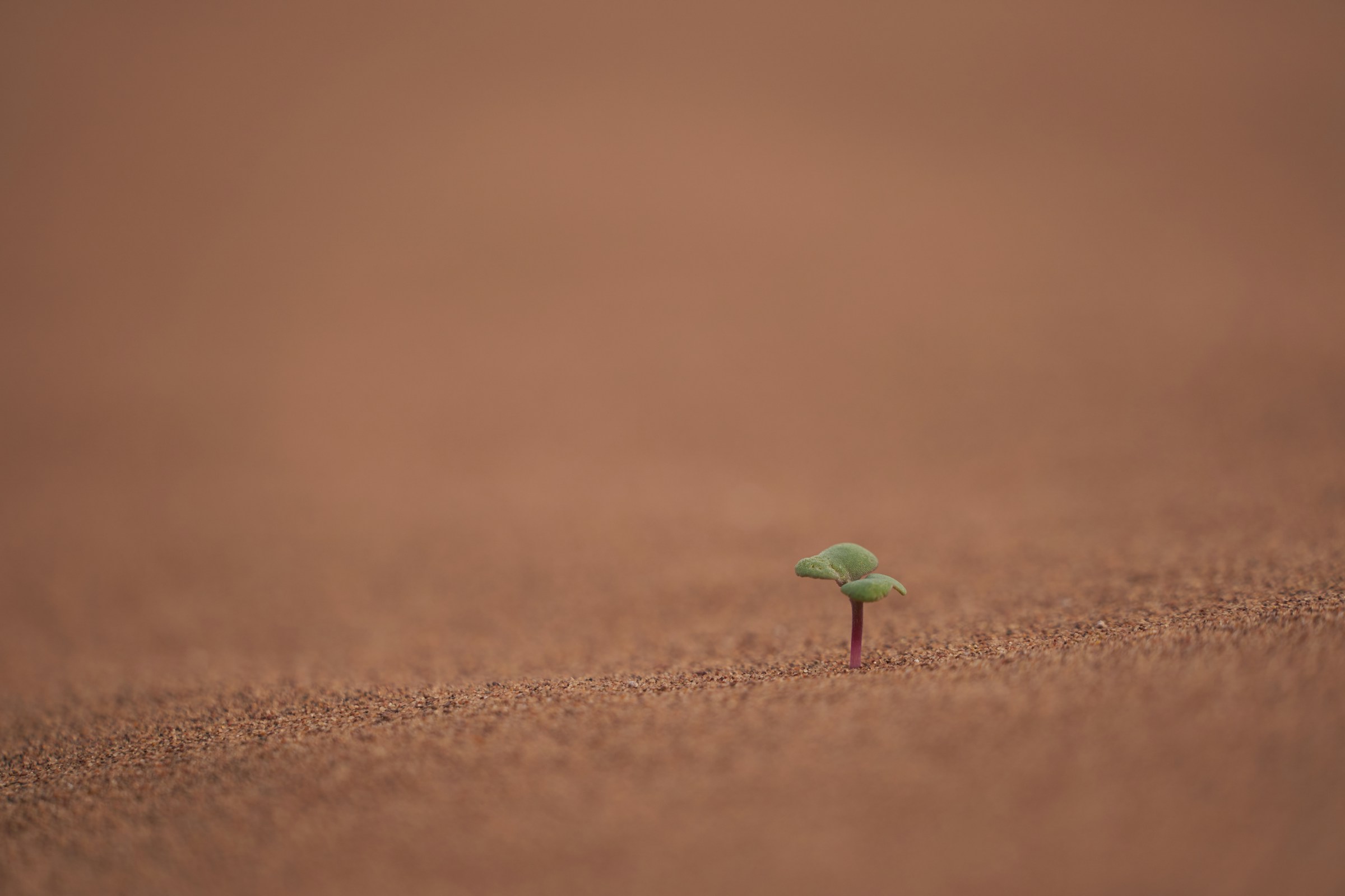 The Unexpected Tool in Your Bathroom That Makes Seedling Transplants Flawless