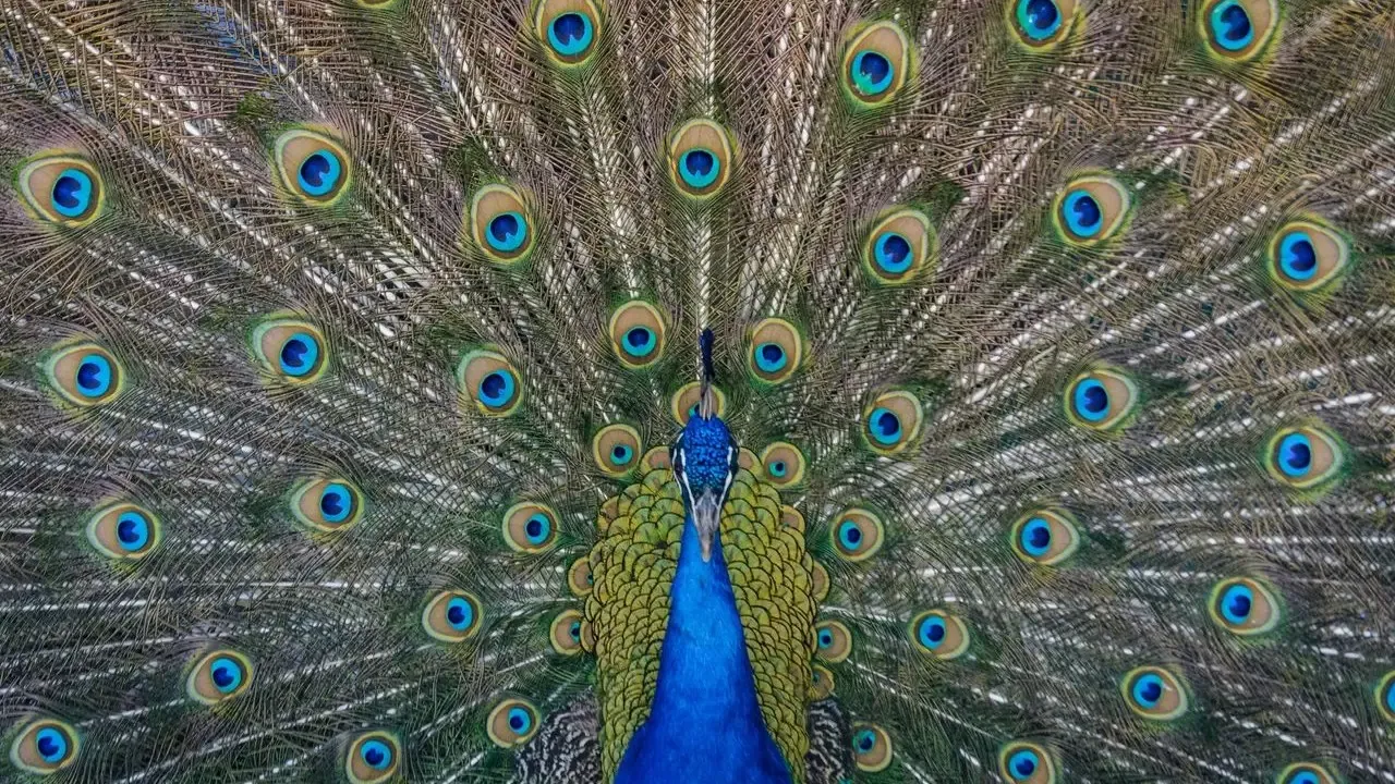 Prosciutto the Peacock Dies After Fort Lauderdale Attack