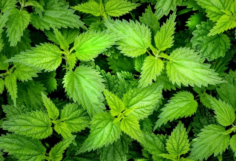 How to Make a Highly Effective DIY Liquid Fertilizer Using Only Garden Weeds - Featured image