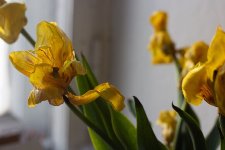 The Surprising Reason Your Houseplants Struggle Every Winter - Featured image